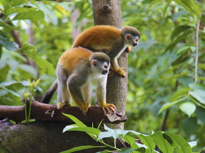 Circuit touristique Costa Rica Agence de voyage spécialisée